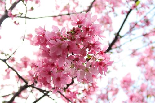 cherry wood flower branch