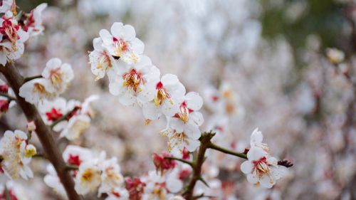 cherry wood flower branch