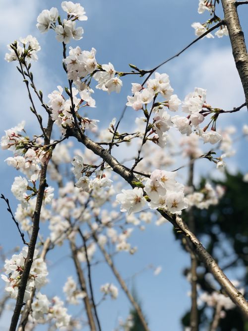 cherry wood tree branch