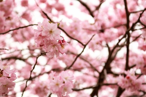 cherry wood  flower  tree