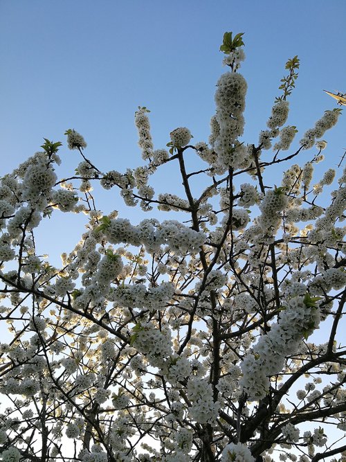 cherry wood  flower  white