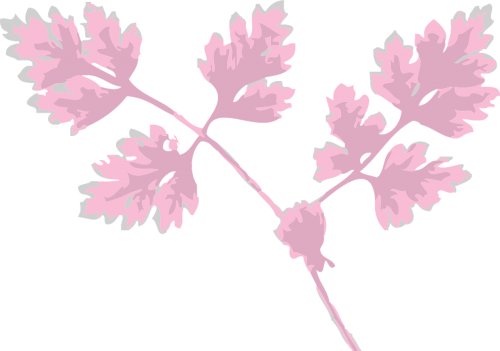 chervil herb leaves