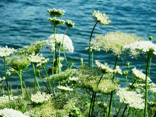 chervil grassland plants flowers