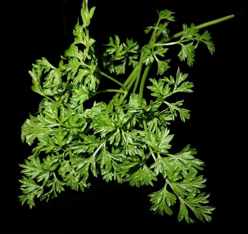 chervil  herb  cooking