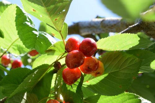 chery plant nature