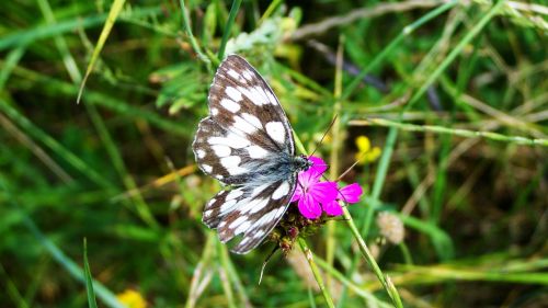 chessboard butterfly insect nature