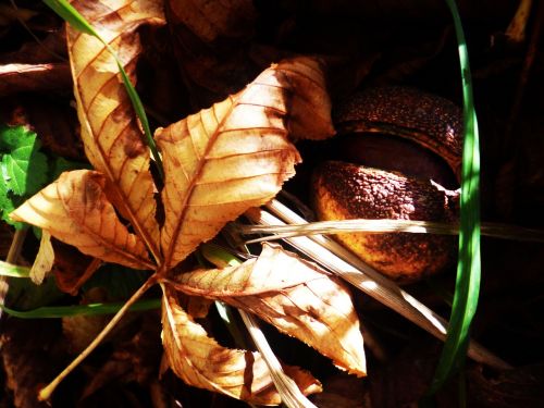 chestnut sheet autumn