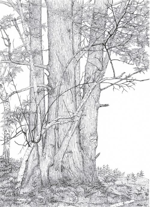 chestnut tree ink