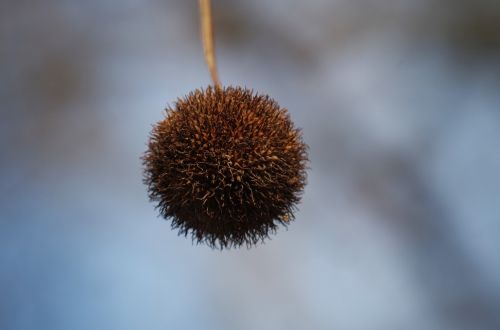 chestnut autumn ball