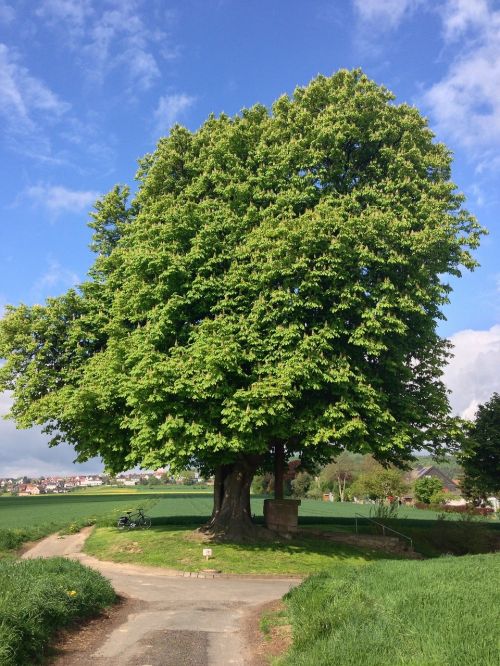 chestnut tree landscape