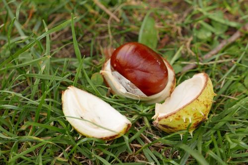 chestnut autumn mature