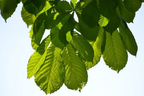 chestnut spring leaves