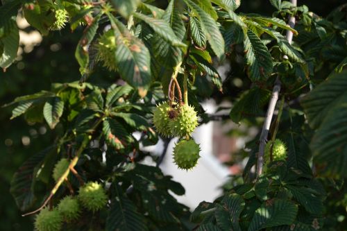 chestnut tree fruit