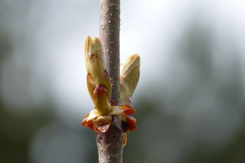 chestnut branch blossom