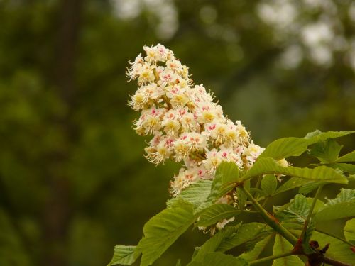 chestnut chestnut blossom tree