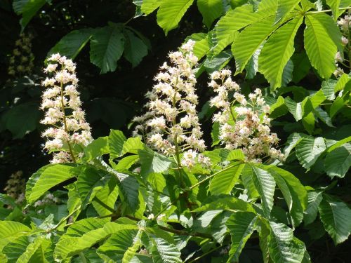 chestnut blossom bloom