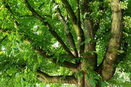 chestnut buckeye tree