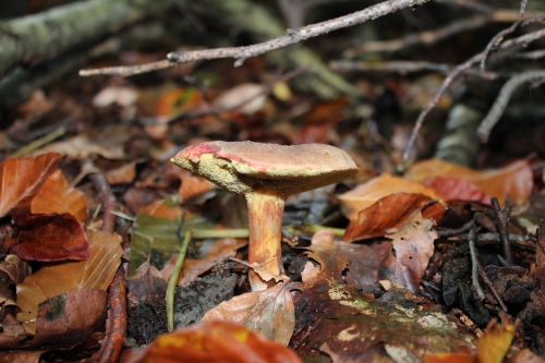 chestnut cep forest