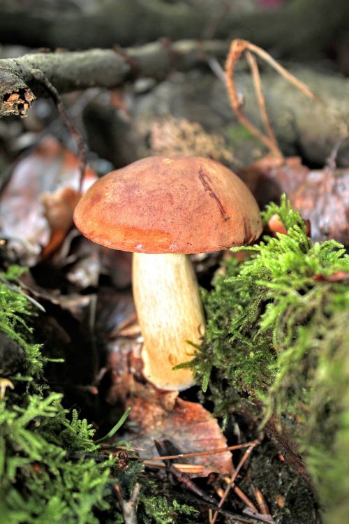 chestnut cep mushrooms