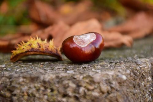 chestnut close buckeye