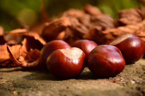 chestnut close buckeye