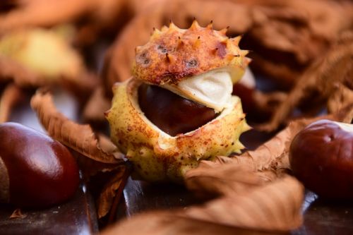 chestnut close buckeye