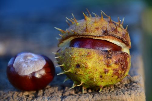 chestnut buckeye ordinary rosskastanie