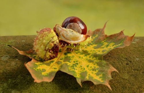 chestnut autumn golden october