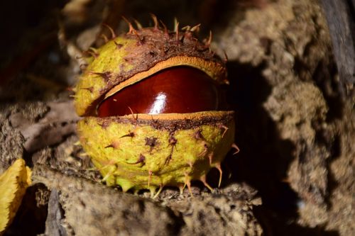 chestnut buckeye ordinary rosskastanie