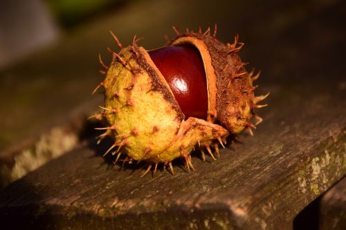 chestnut buckeye ordinary rosskastanie