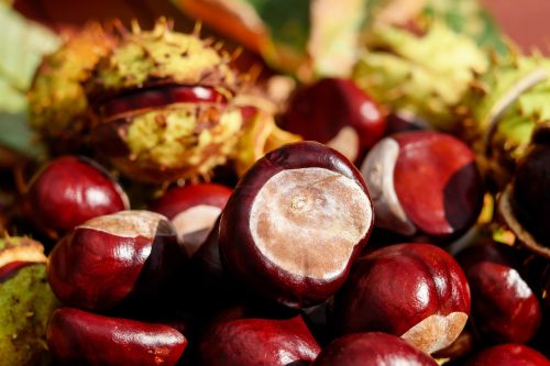 chestnut ordinary rosskastanie fruit