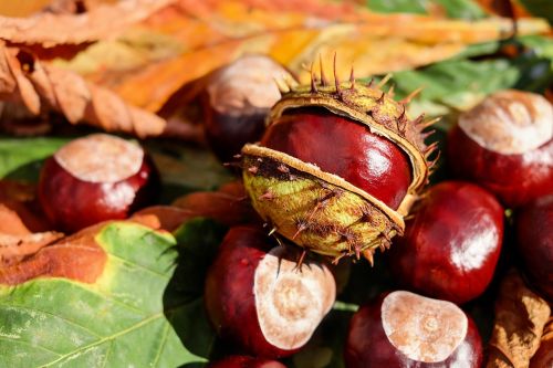 chestnut buckeye open