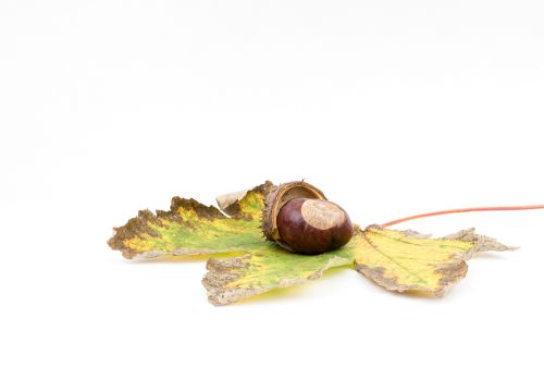 chestnut autumn chestnut fruit