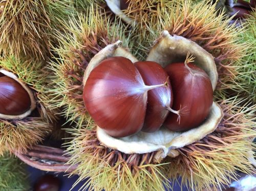 chestnut autumn fruits