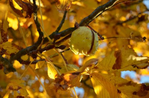 chestnut tree autumn
