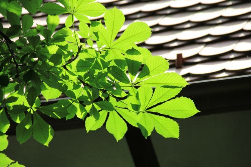 chestnut top light shadow