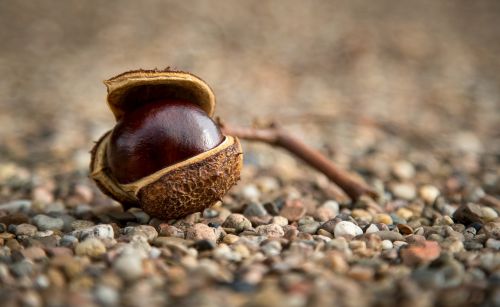 chestnut autumn prickly