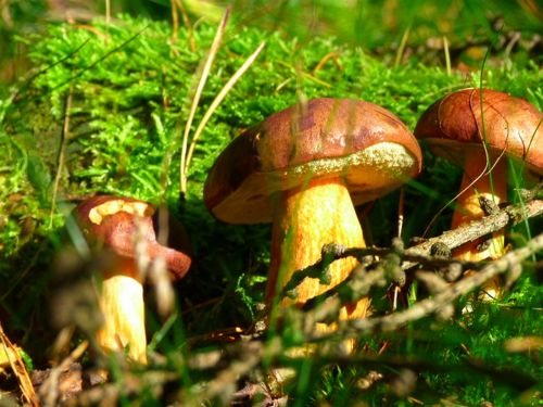chestnut mushroom autumn