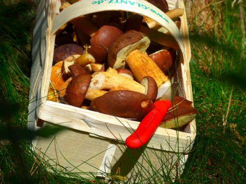 chestnut brown cap mushroom