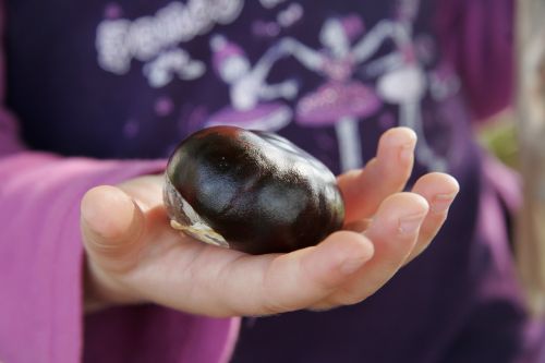 chestnut hand autumn fruit