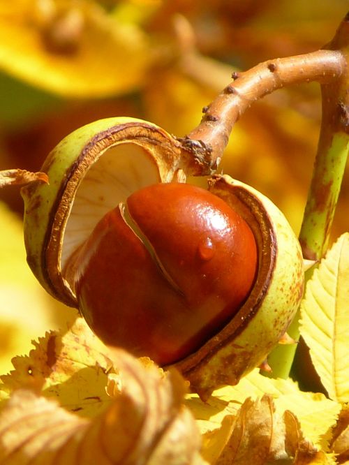 chestnut chestnut fruit fruit
