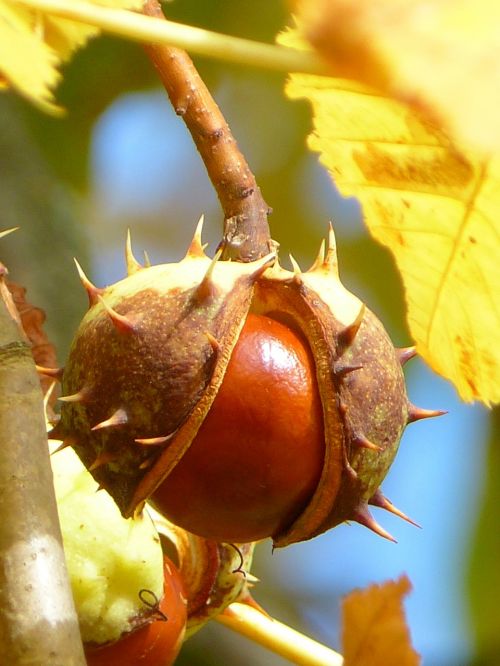 chestnut chestnut fruit fruit