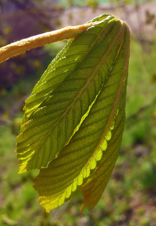 chestnut leaf chestnut leaves