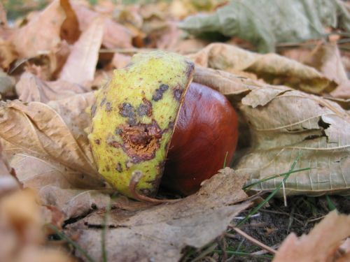 chestnut autumn spur