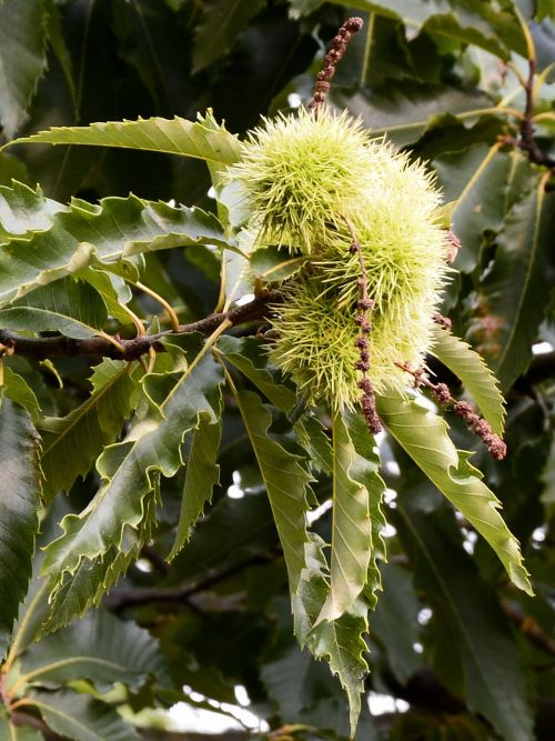 chestnut leaves tree