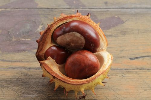 chestnut prickly chestnut fruit