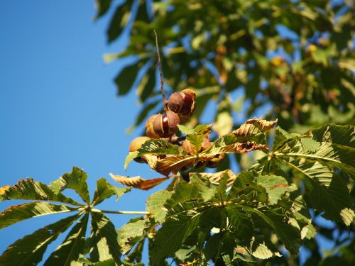 chestnut autumn fruit