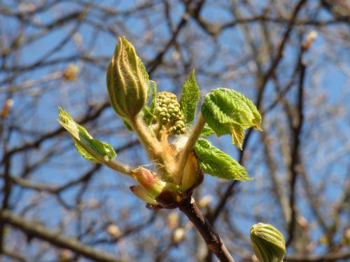 chestnut spring nature