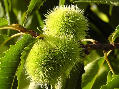 chestnut fruit prickly