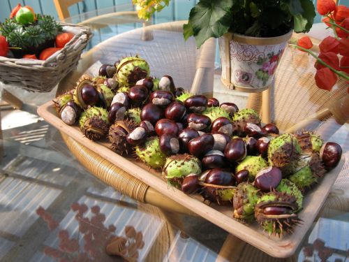 chestnut autumn decoration